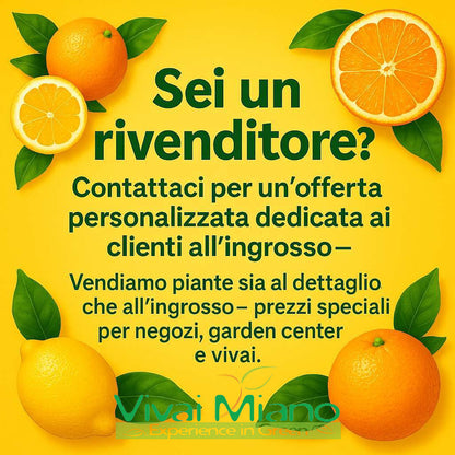 Pianta di Limone Adamo