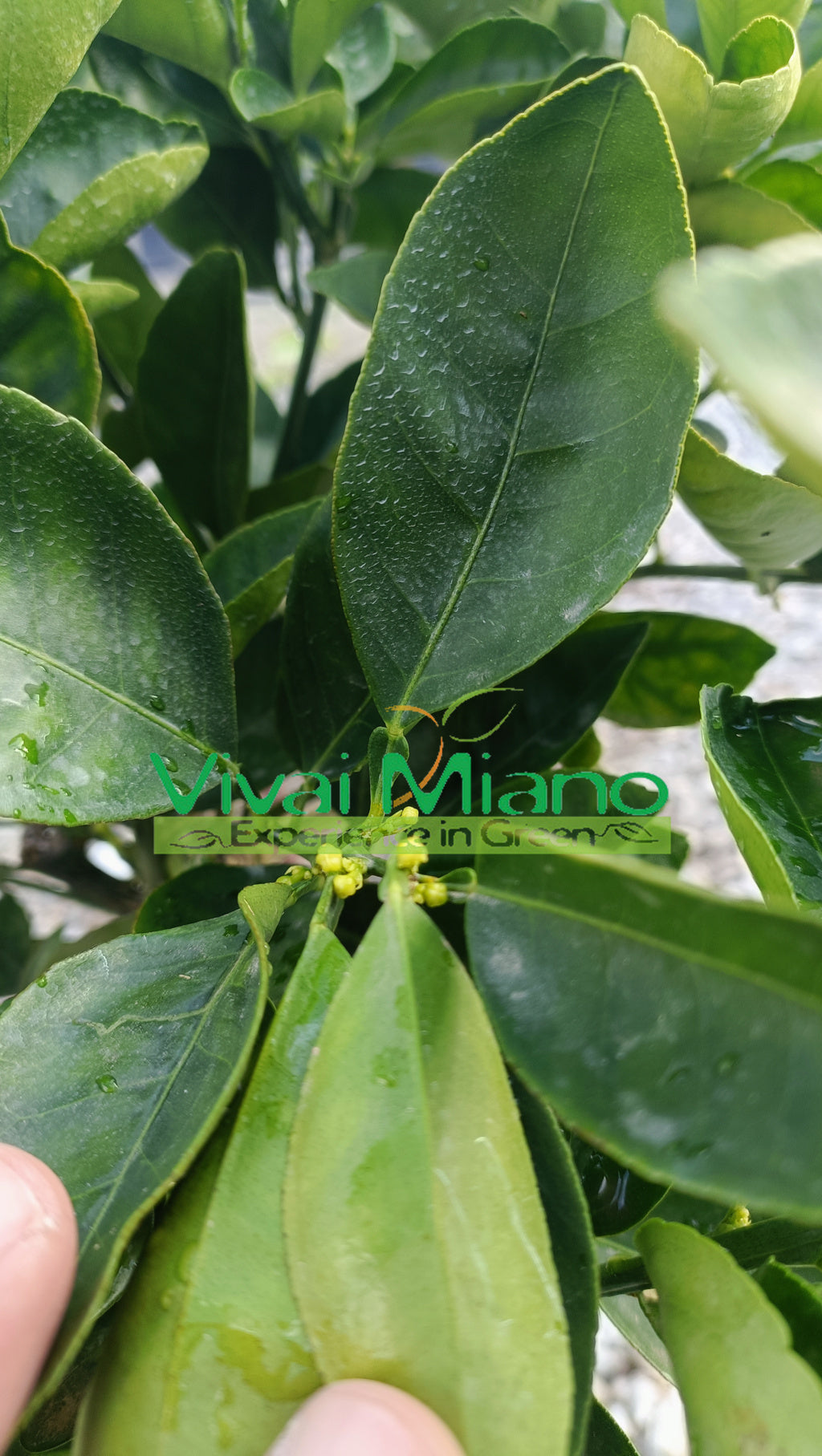 Pianta di Arancio Lane Late (vaso - 20)