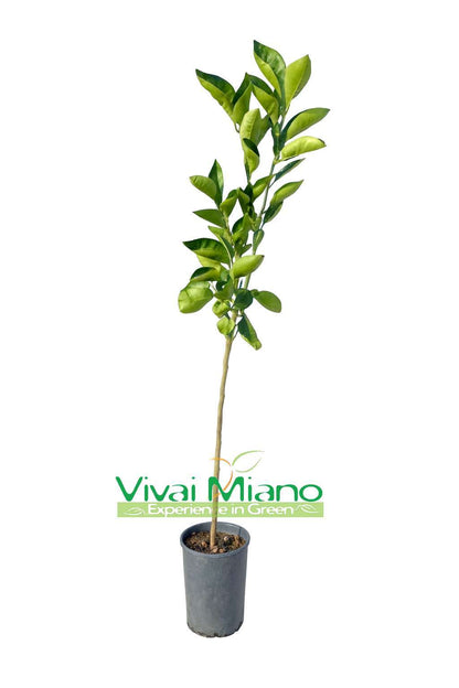 Pianta di Arancio Tarocco Ippolito