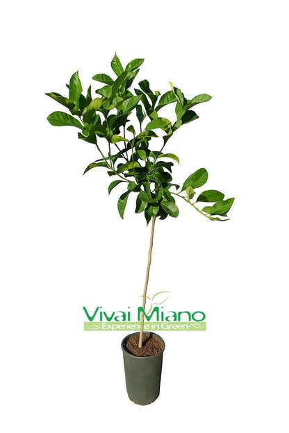 Pianta di Cedro Diamante