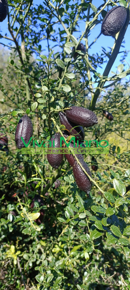 Pianta di Finger Lime Rosso (Cespuglio - vaso 35)