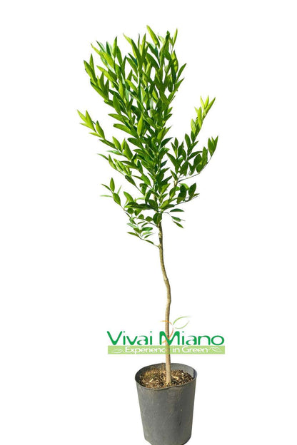 Pianta di Mandarino Tardivo di Ciaculli