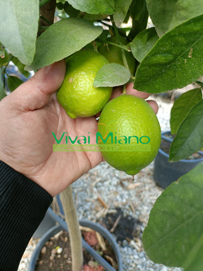 Pianta di Lime