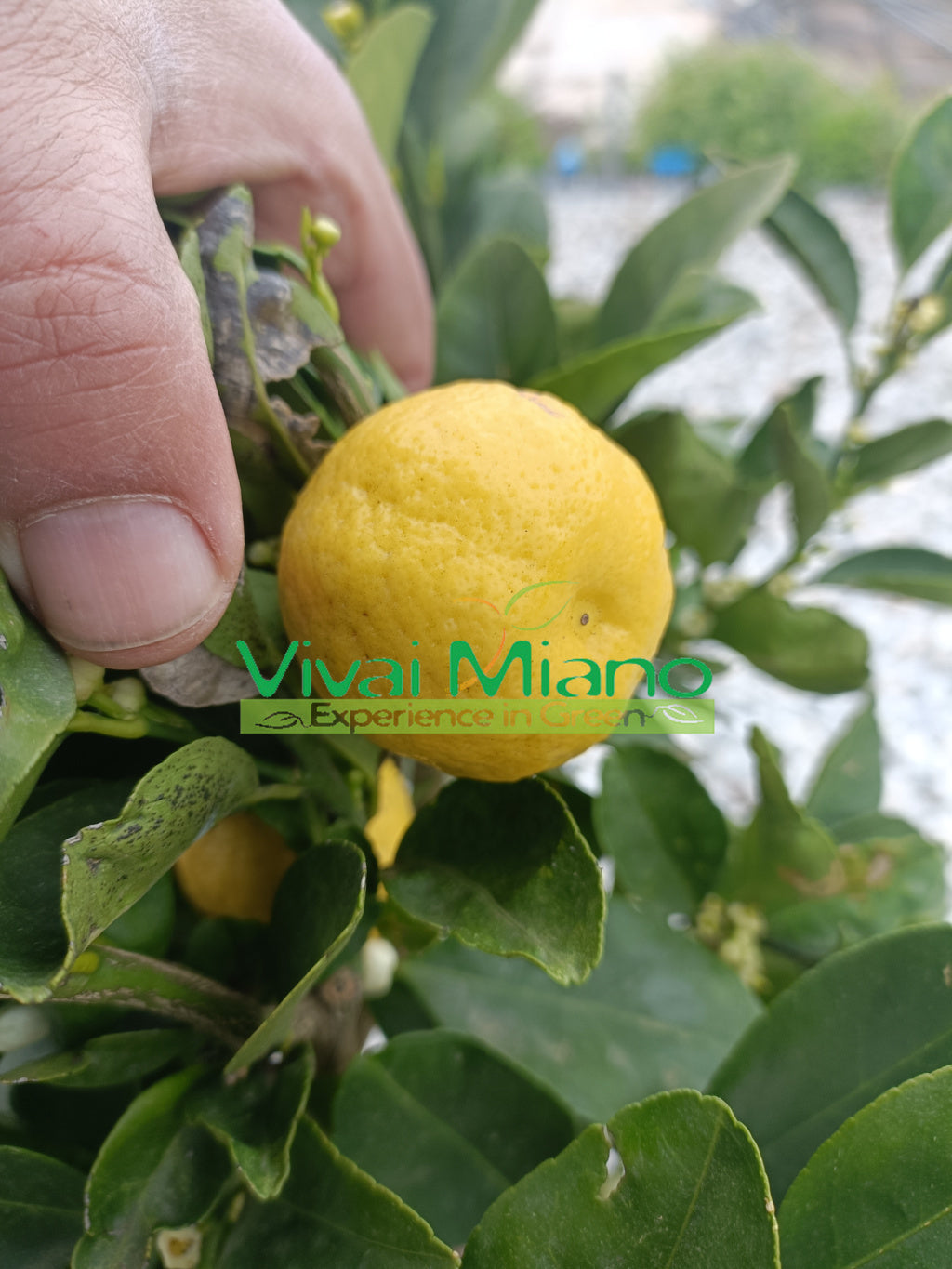 Pianta di Lime Pursha (vaso - 20)