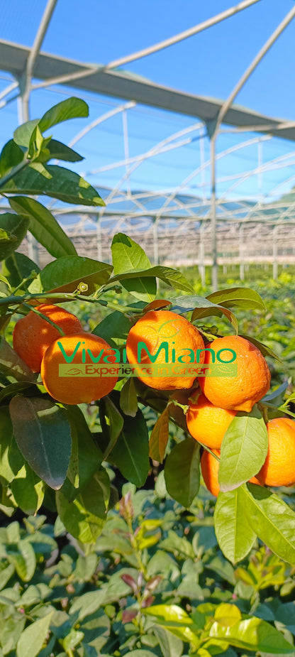 Pianta di Lime Rossa di Rangpur  (vaso - 20) con frutto