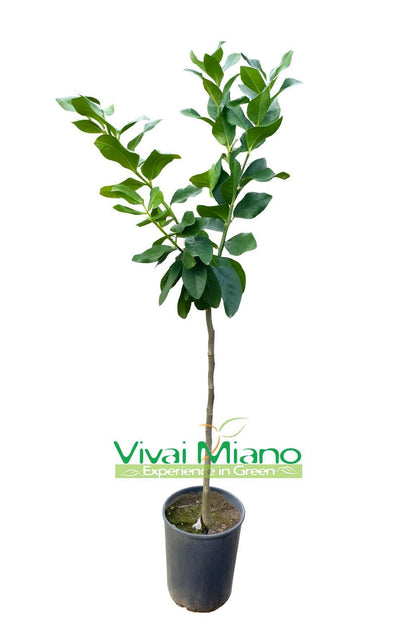 Pianta di Limone Rosso