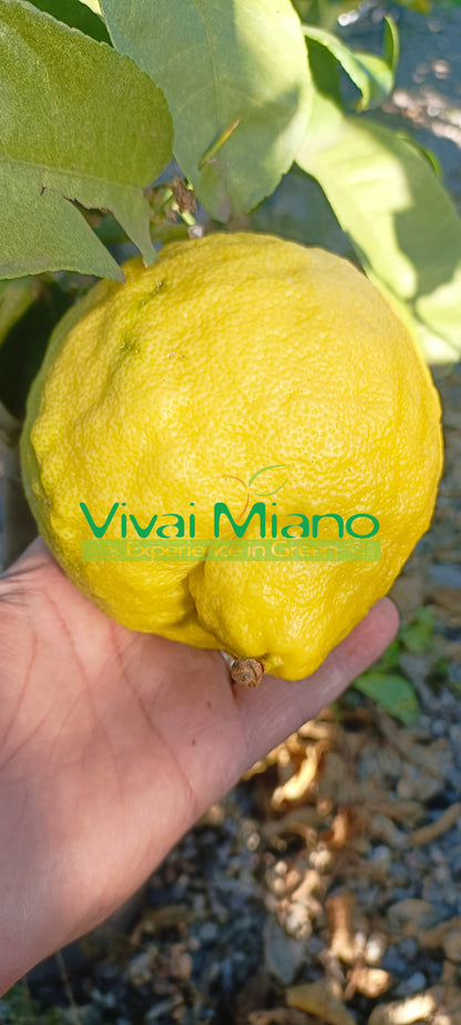 Pianta di Lipo o Limone Imperiale