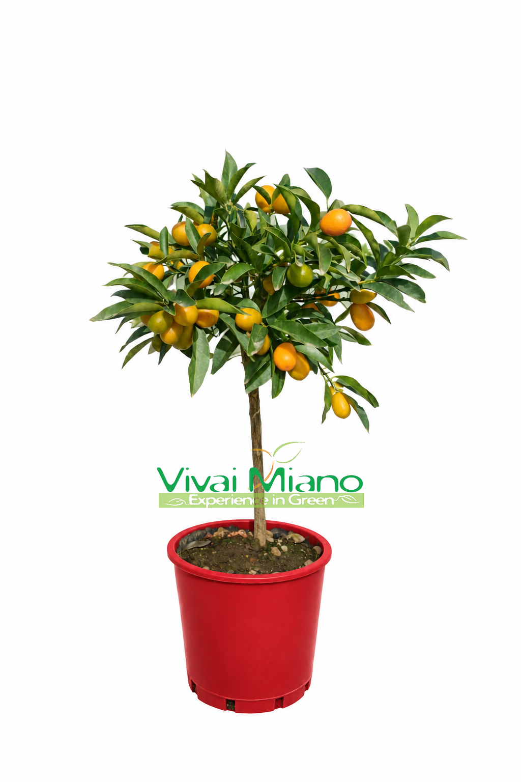 Planta de Kumquat CON FRUTO - maceta Ø 20 Roja