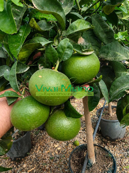 Planta de Mandarina Satsuma Miyagawa (maceta - 20)