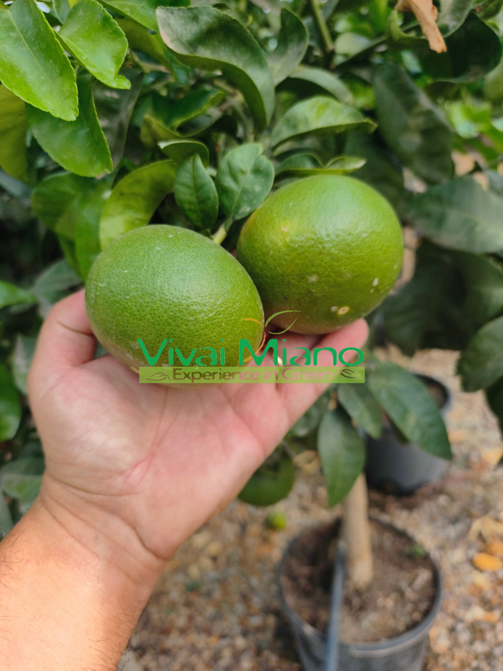 Planta de Mandarina Satsuma Miyagawa (maceta - 20)