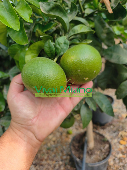 Planta de Mandarina Satsuma Miyagawa (maceta - 20)