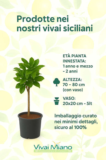 Pianta di Limone Carrubaro (vaso - 20)